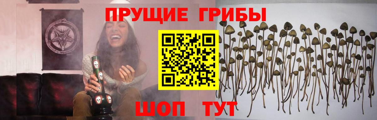 Псилоцибиновые грибы мухоморы Новокуйбышевск